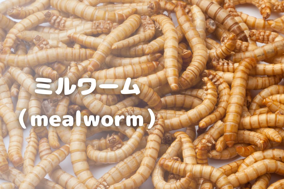 昆虫食研究室