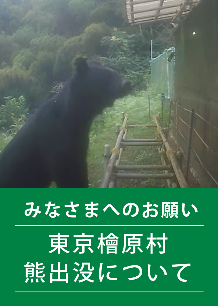 東京檜原村　熊出没について