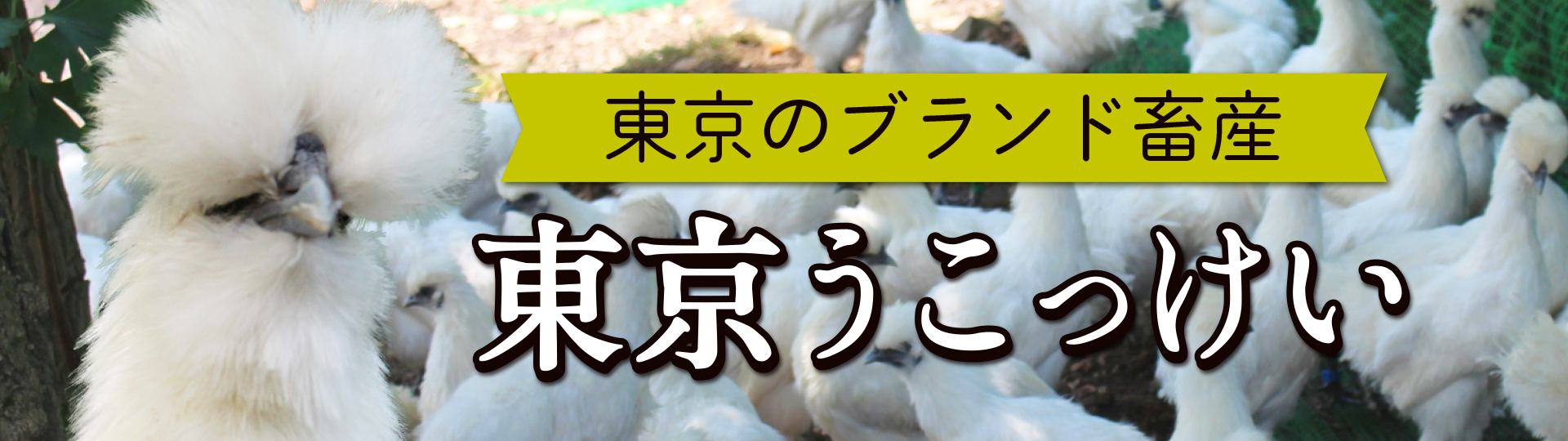 東京都のブランド畜産　東京うこっけい