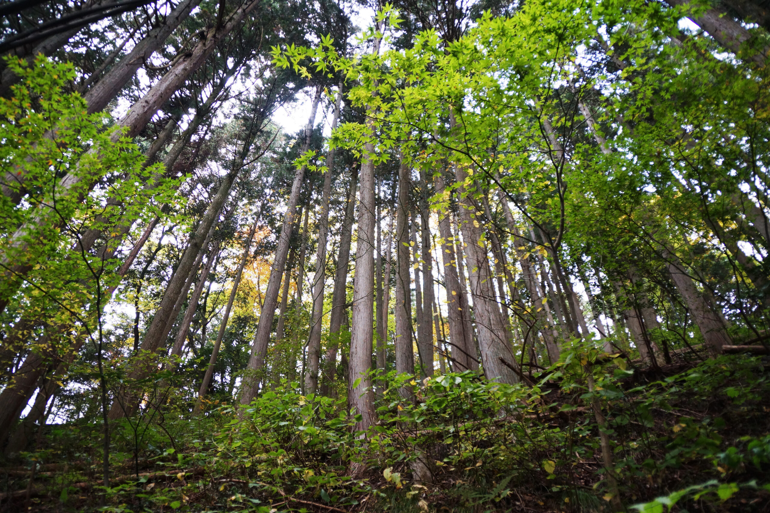 間伐材って？｜森を強く、地域を豊かにする木材の基礎知識